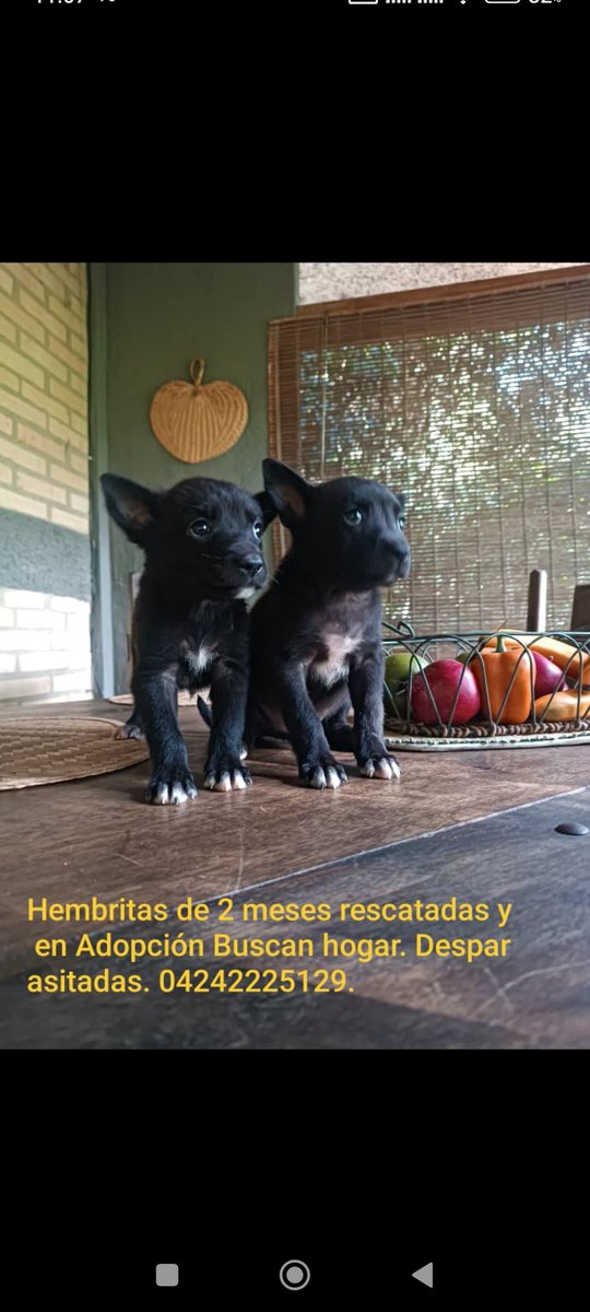 gracon27's tweet photo. #Caracas

Estás hermosas perritas de dos meses buscan hogar responsable.🐕🐕💚💚💚
Favor difundir🙏🏻🙏🏻🙏🏻
Gracias🇻🇪🌞✨ https://t.co/nFyWHQ7ouF