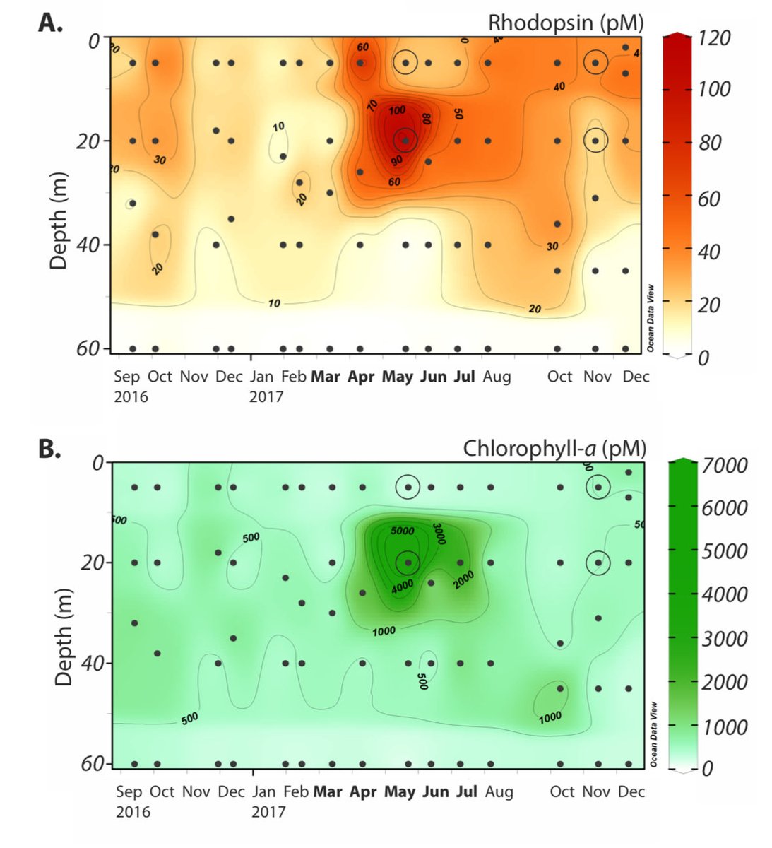 lauraconsarnau's tweet photo. Microbial rhodopsins are everywhere in the surface ocean, but were assumed to play a role mainly when nutrients are scarce. Our new study reveals unexpected rhodopsin dynamics tightly linked to phytoplankton blooms. https://t.co/Oi8BZoXMwy https://t.co/R36muRCvgn
