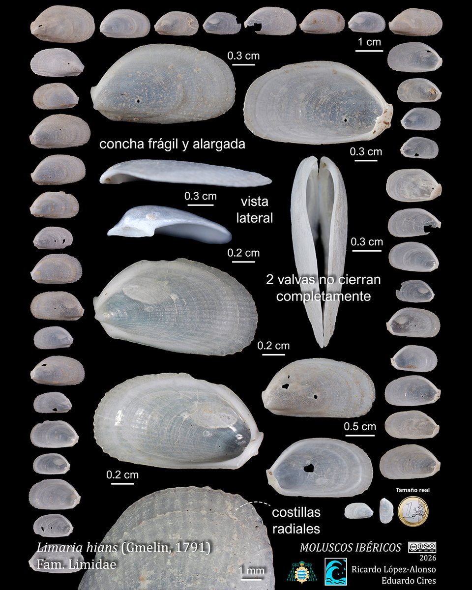 EduardoCires's tweet photo. Limaria hians (Gmelin, 1791)
#Limidae #malacología #gastropoda #moluscosmarinos #marinemolluscs #marinebiology #marinebiodiversity #marineecology #faunamarina #shellart #naturalhistory
@IndurotUniovi @Lopezalonsord
@uniovi_info @UOdivulga https://t.co/36g2Rl0o1n