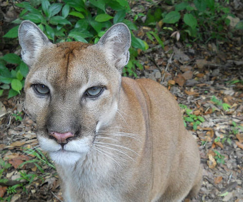 #ATENCIÓN ⚠️
Vecinos reportan a un Puma merodeando por calles de la colonia Sierra Alta 9° sector en el Sur de #Monterrey.