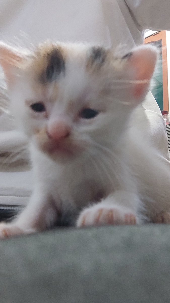 auliahq's tweet photo. Si Cemong kecil https://t.co/X51tDb0acw
