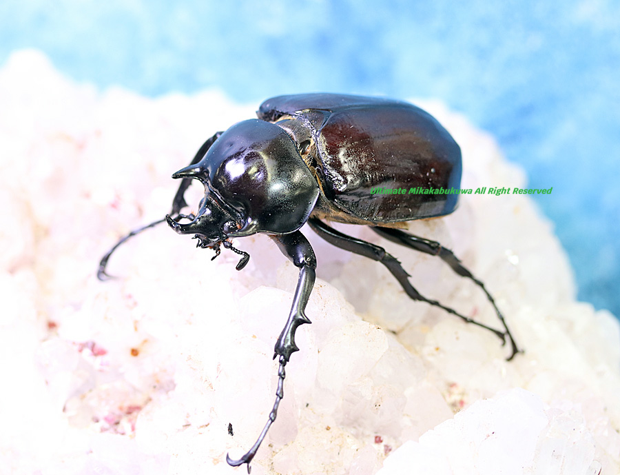 WILD ラミレスゾウカブトNo,1 ♂65mm 重戦車!! 素晴らしく美しい