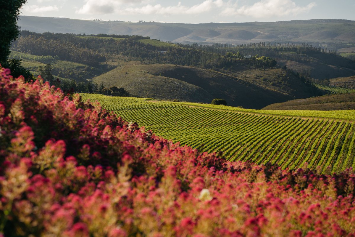 Sutherland Vineyards tweet media