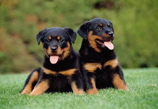 ALWAYS WANTED TO ROTTWEILERS