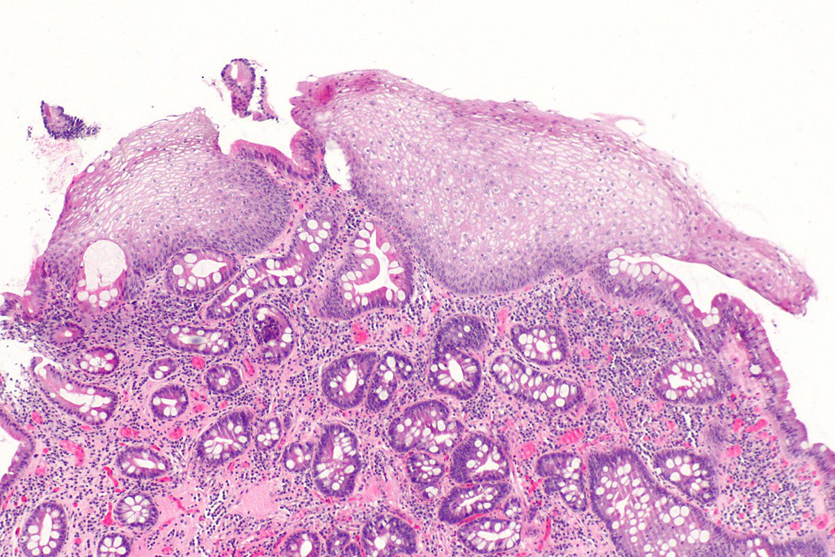 Virtual Pathology Student Interest Group tweet media
