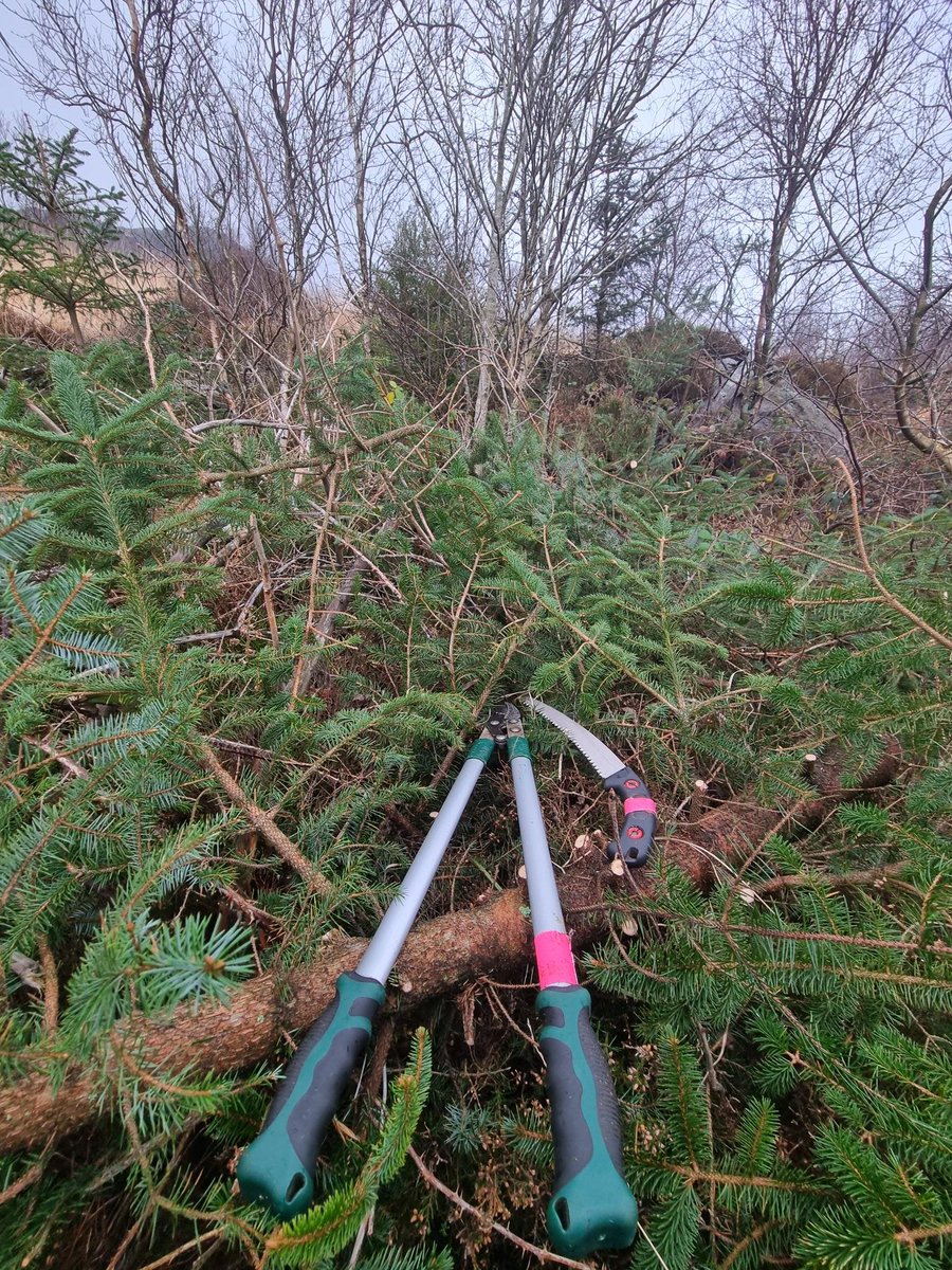 Restoring Hardknott Forest tweet media