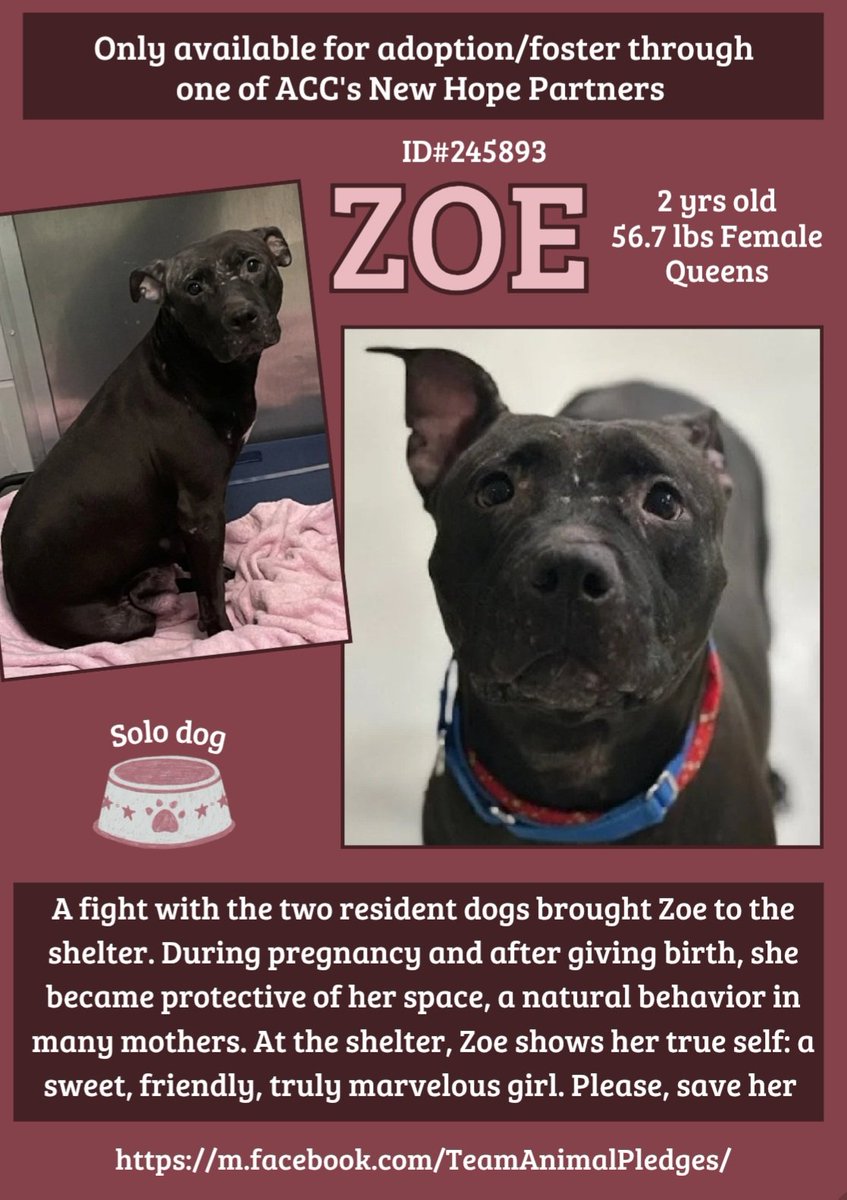 ZOE 🩷  #245893  2yr old Girl 🩷 #NYCACC
In shelter 17 days and she's in need of a Foster 
and a loving forever home! Owner called police 
to remove her for biting 2 dogs in the home 💔
Breeding her and kept her in a room 😡 
She's a sweet girl.
#RescueOnly 
#Foster
#Pledge4Res