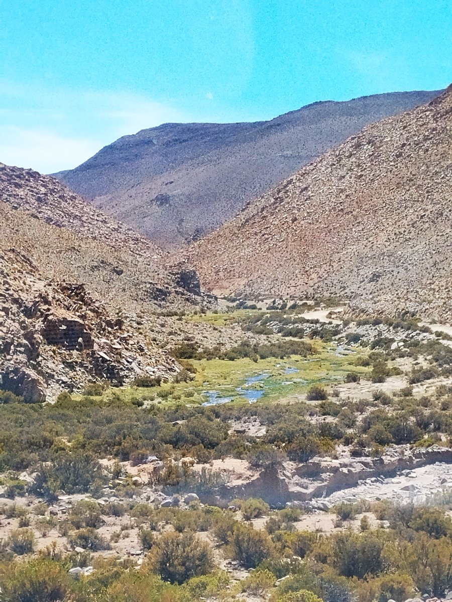 indomitayloca's tweet image. Bofedales... Esto destruye la megaminería