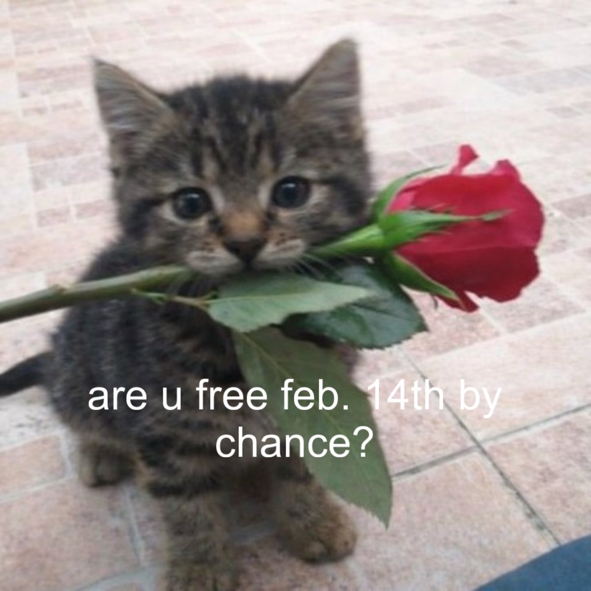 cats.jpg (@catsdotjpg) on Twitter photo 