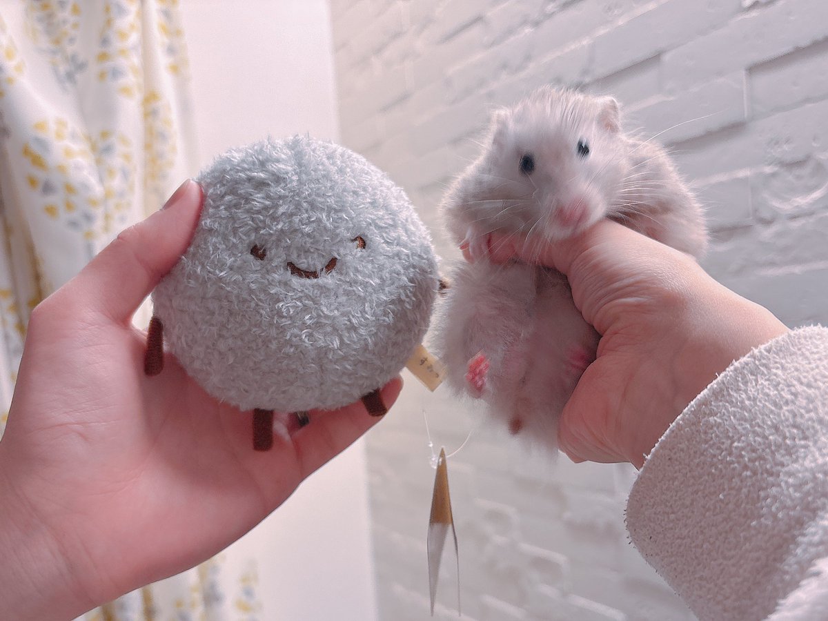 Post by ハムちゃん🐹 on X: 完全に一致