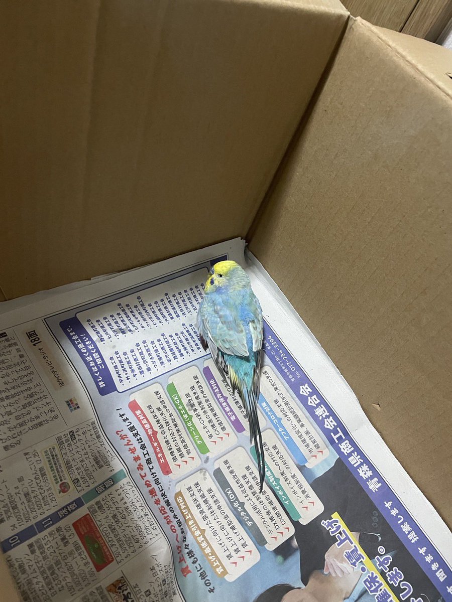 ypypyp555's tweet photo. 【　迷鳥のお知らせ　】

拡散お願いします🦜
五所川原でインコ(性別不明)を保護したと友人から連絡受けました
本日近くの交番に届ける予定です
(届けたらまた詳細を上げます)

心当たりのある方はご連絡ください

#拡散
#迷い鳥
#迷鳥
#保護
#五所川原
#インコ https://t.co/2qfvG7qtsc