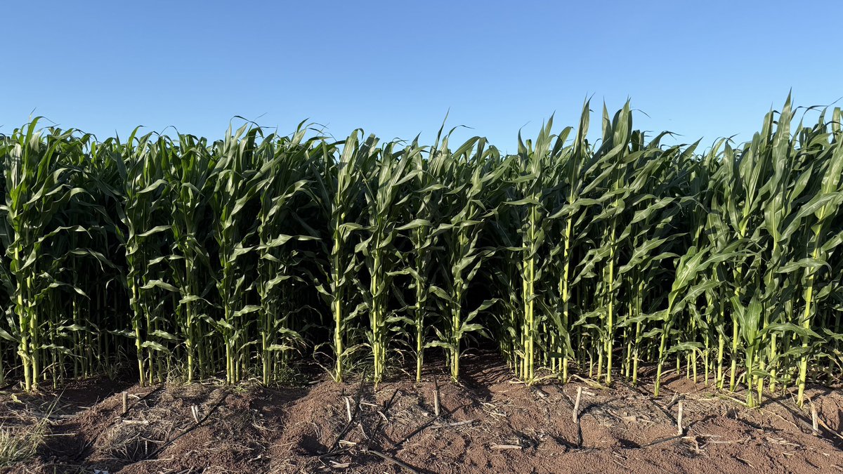 Nalo Lugo tweet media