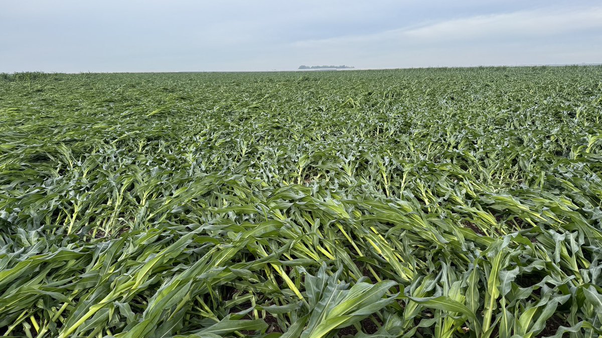 Nalo Lugo tweet media