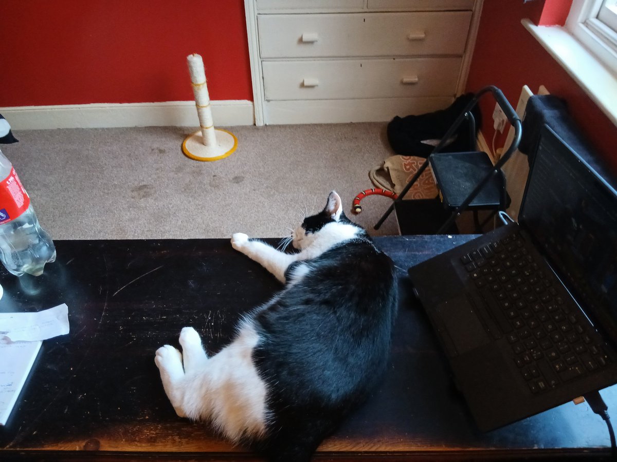 After a nasty head cold turned ear infection, I finally feel able to work again - but Raul has other ideas 😄

#writingcommunity #photooftheday #tuxedokitty