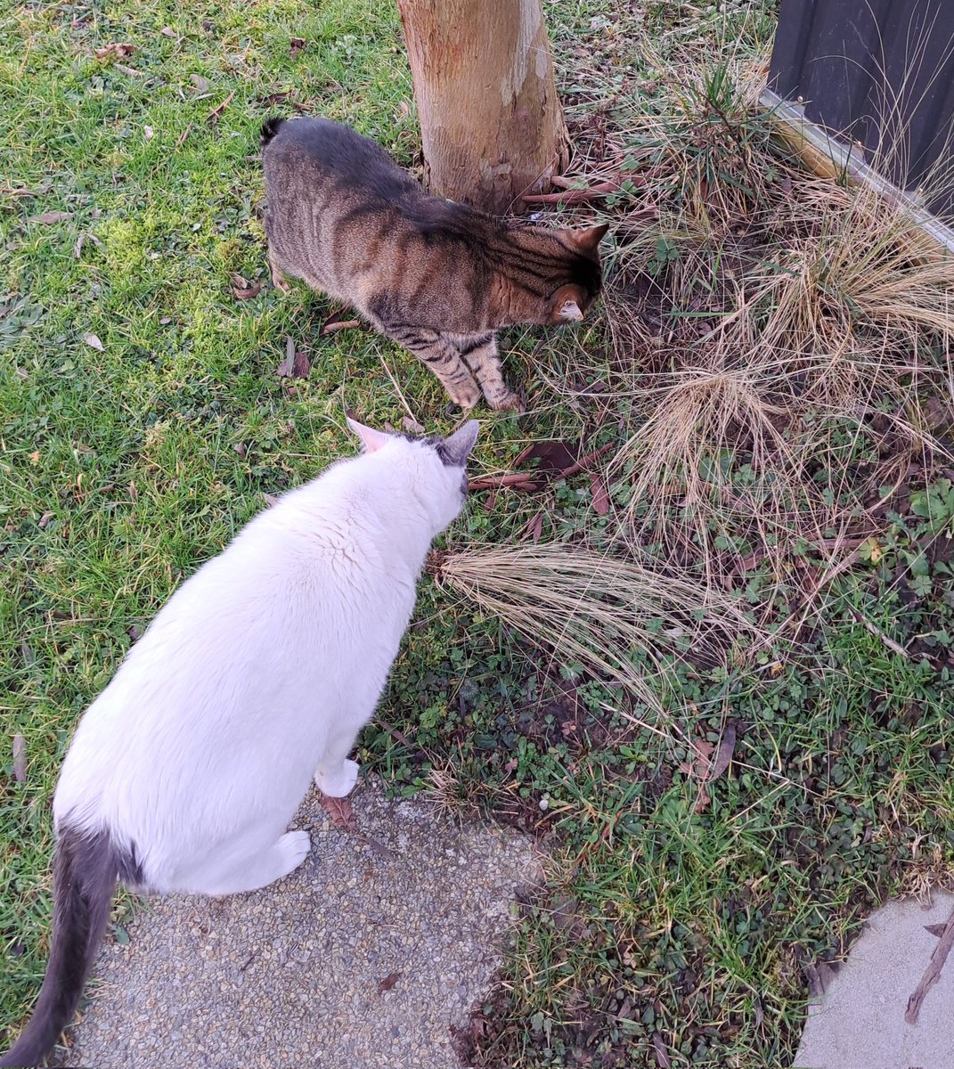 Attention, voici 2 brouteurs en action <a href="/Metabrouteur/">Métabrouteur</a>