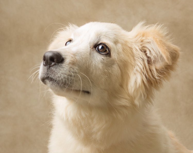 Did you know that I (lady Tara!) was once a small Puppy? Well now u do