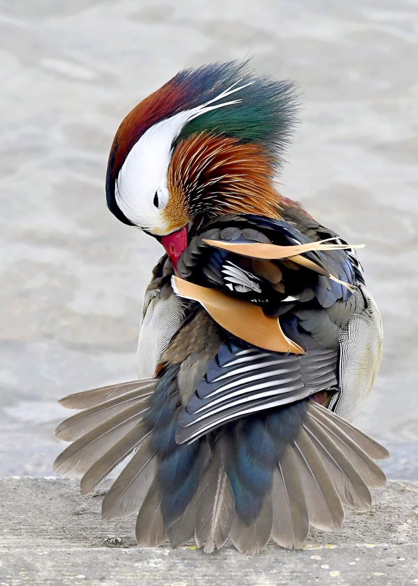 CarlBovisNature's tweet image. My account is pretty simple.
 I take photos of the birds I see on the Somerset Levels where I live, and I share them here every day.
  I've been doing that for over 10 years.
 That's it!
 I started with zero followers, &amp;amp; now I'm nearing 200,000!
 Be consistent and authentic! 🙏😊