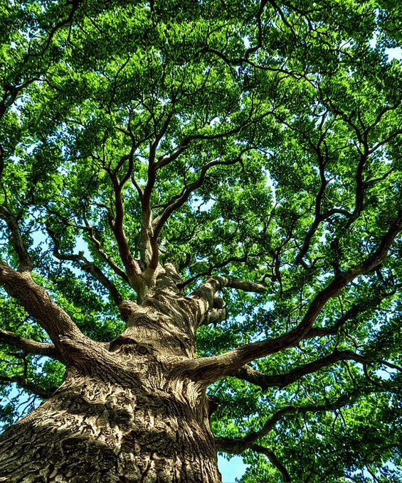 Rainmaker1973's tweet image. Perfect tree