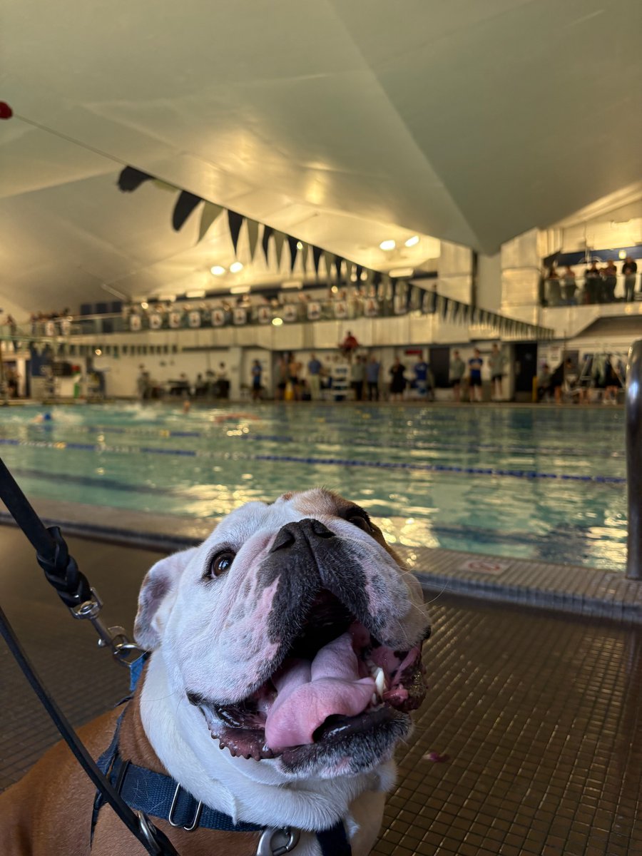 Jack the Bulldog tweet media