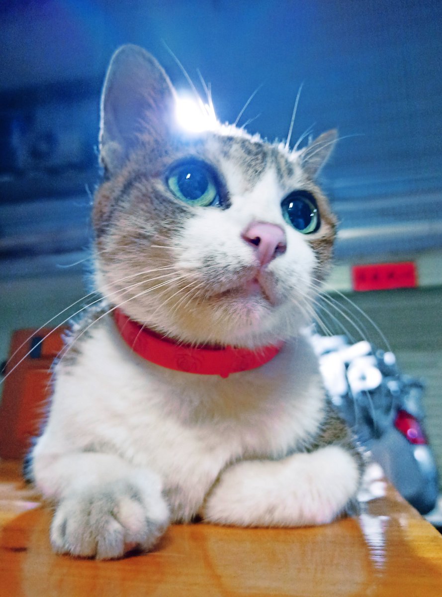 ☢核燃黑猫☢ tweet media