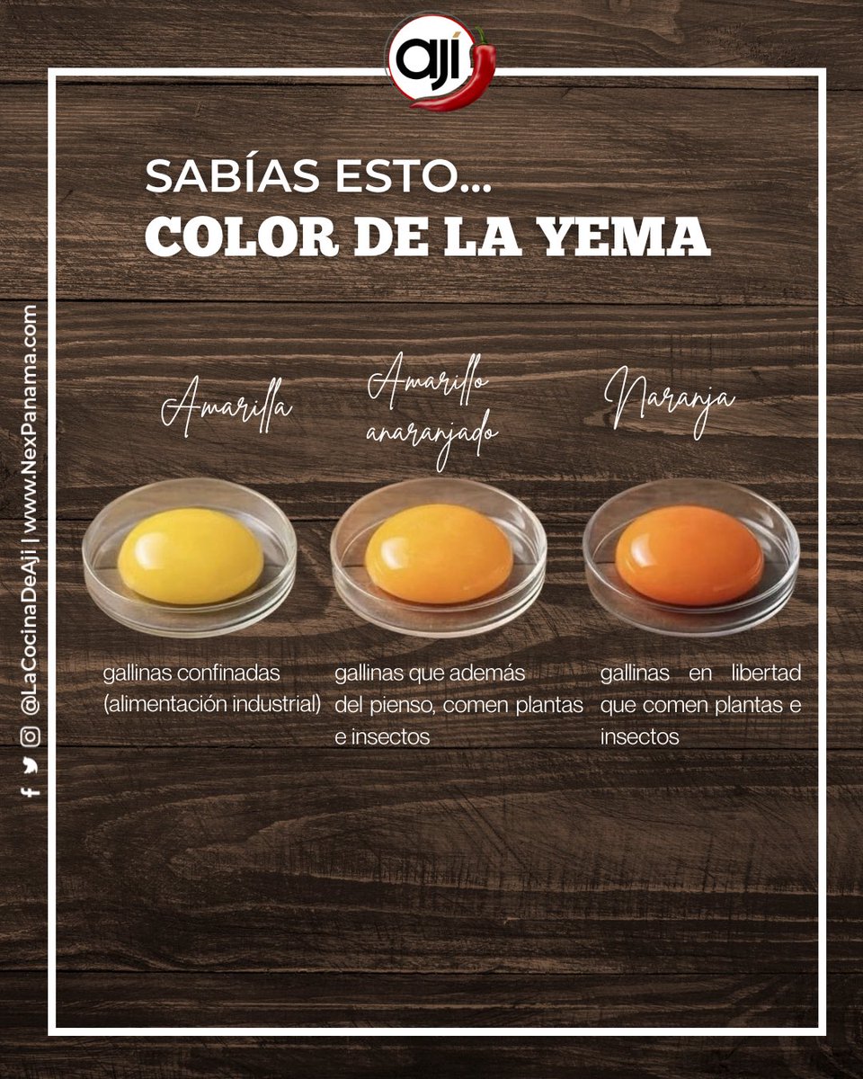 El color de la yema no es casualidad 🥚👇

🟡 Yema amarilla: gallinas con dieta industrial y confinadas.
🟠 Amarillo anaranjado: combinan pienso con plantas e insectos.
🟧 Naranja intenso: gallinas en libertad que comen vegetación e insectos.