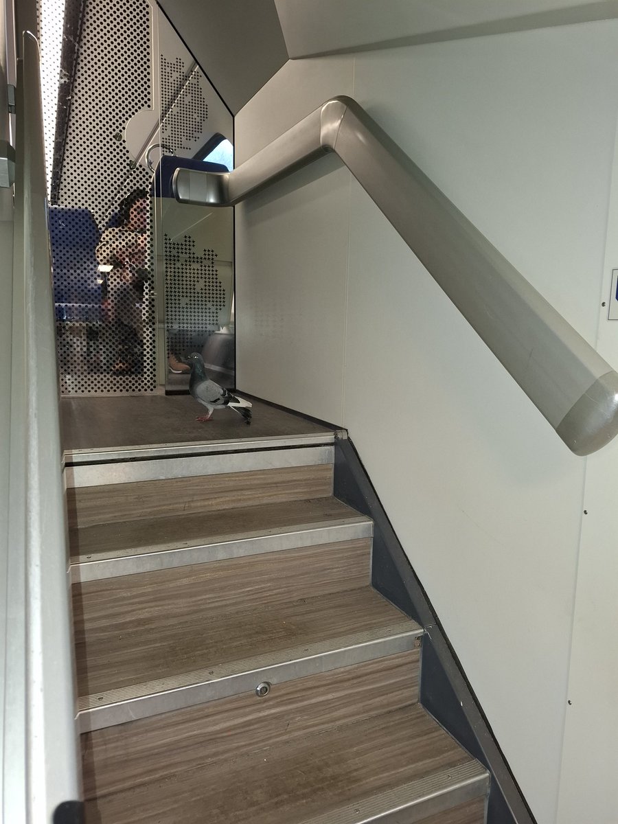 LucRullens's tweet photo. Duif vraagt zich af waar de vogelklasse is @NS_online https://t.co/hrYi3AFr5p