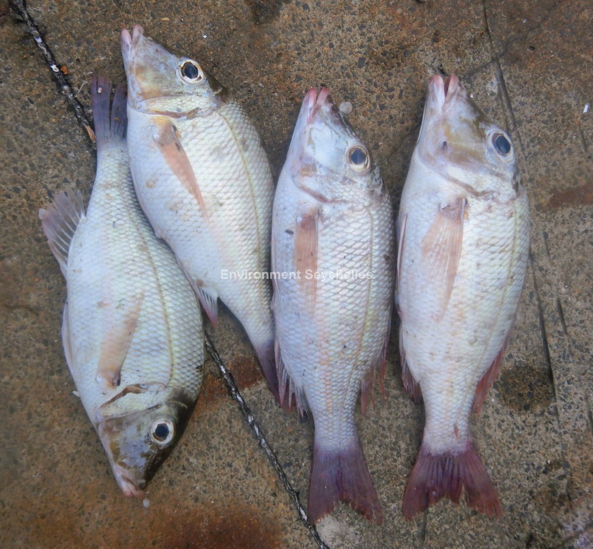 Orange-striped emperors (Lethrinus obsoletus) - "poul kouve" -  Roche Caiman (31/01/26) .  SeyCCAT-funded project: Establishing a baseline for, and the species composition of, the Lethrinid fishery. #SeyCCAT #ArtisanalFisheries #Lethrinusobsoletus #trapcatch