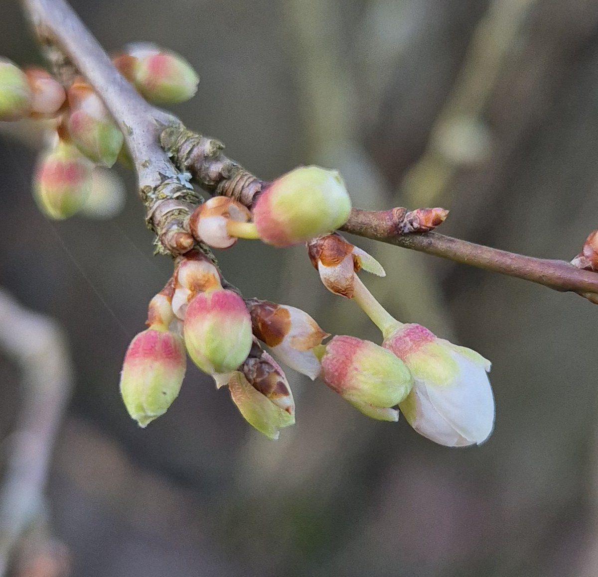 Wendy Tobitt 💙 tweet media