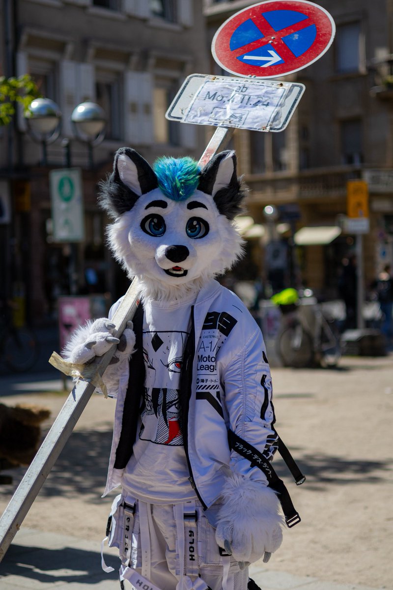 WhitePoint | The Local Arctic Fox tweet media