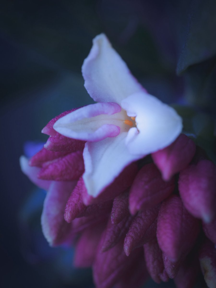 KAZU (@kazumaikka) / Posts / X