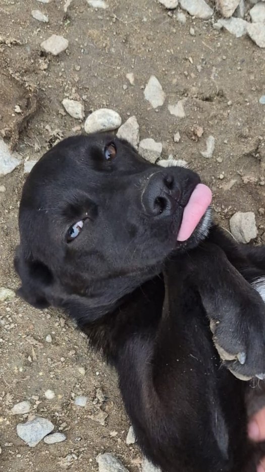 Shila cerca casa 💗
Lei e shila una cucciola di 5 mesi e mezzo medio piccola arriverà sui 12/14 kg. 
Dolcissima e bellissima con due occhi che incantano, si trova in Calabria. Raggiunge il centro nord con staffetta 💗
Si affida in regola con vaccini e microchip e previo consueto