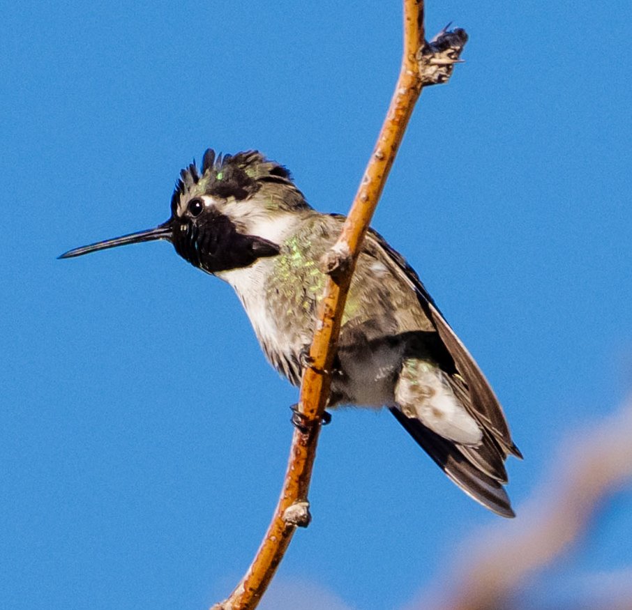 GeronimoTravel's tweet photo. Costas Hummingbird Phx 4-Feb-26 https://t.co/4ySMUli7Xp