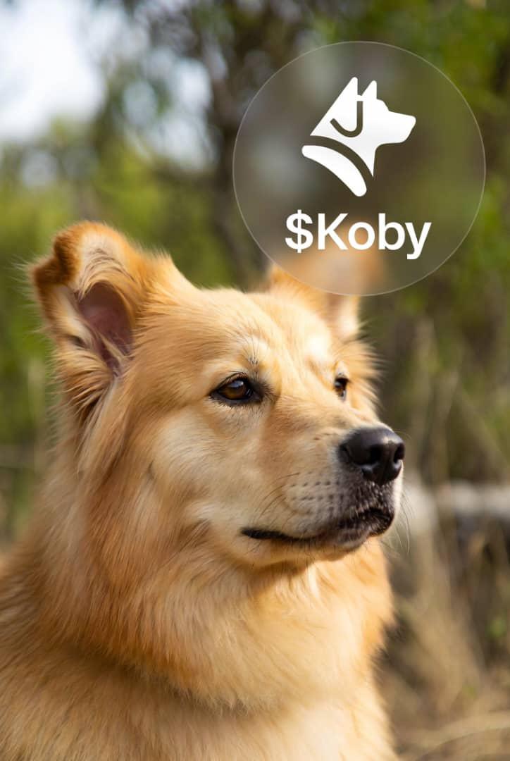 Everyone who sells doesn't understand $koby’s vision.
Sometimes progress is simply keeping things you have in hand and working hard to retain them

Watch how $Koby believers hold the floor tight even during dips while others fade. Strength matters and that's why #Koby is stronger