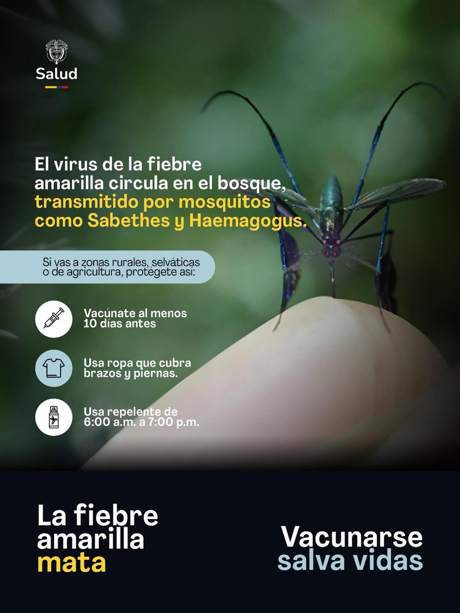 Si transitas por zonas rurales, agrícolas o selváticas, no te arriesgues. Vacúnate con anticipación, usa repelente y ropa protectora.
La fiebre amarilla mata.
 #VacunarseSalvaVidas #PrevenciónFiebreAmarillaDigsa