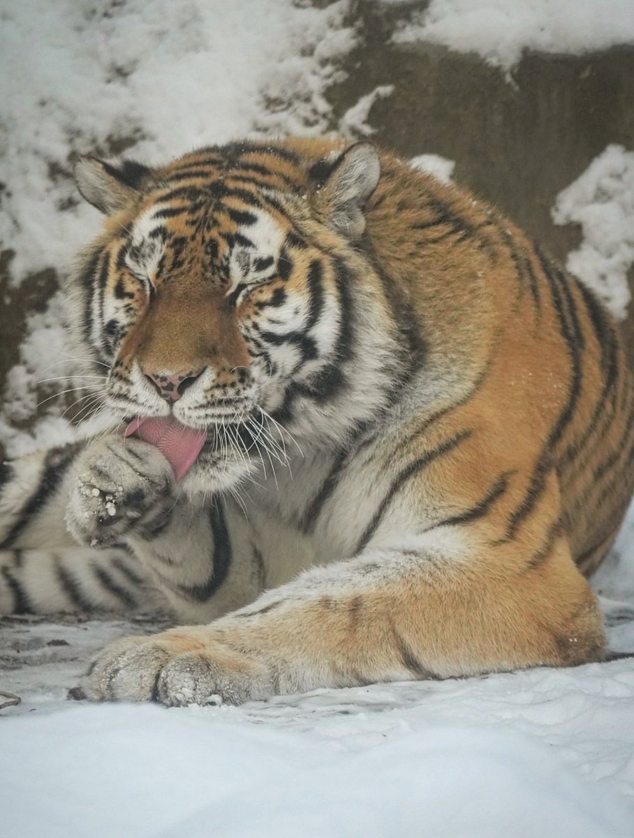 雪上の可愛い仕草🐯
#アムールトラ #旭山動物園  #amurtiger #tiger