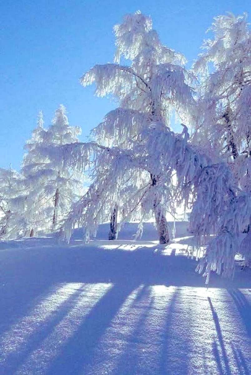 purenature_1's tweet image. Winter beauty ❄️☃️🌨️ #NatureLovers