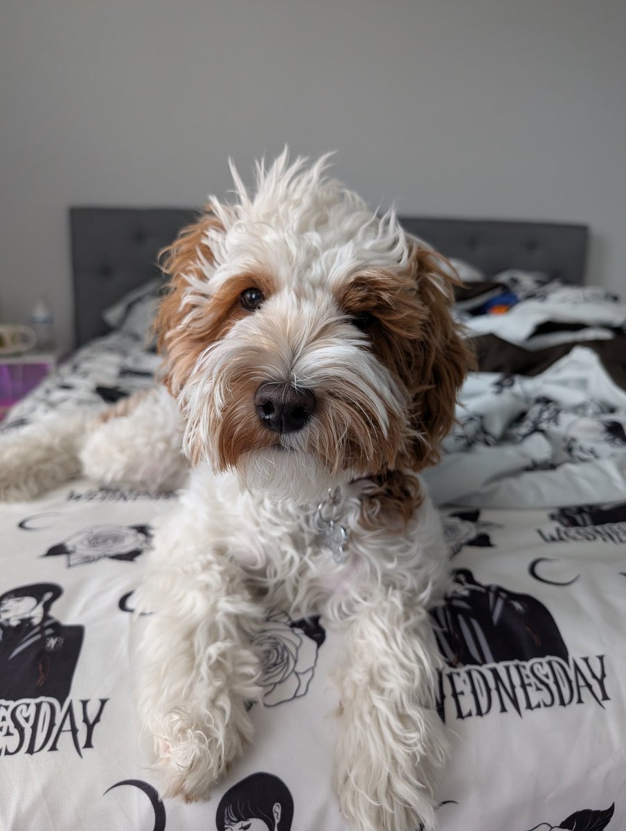 Vader's Order tweet media