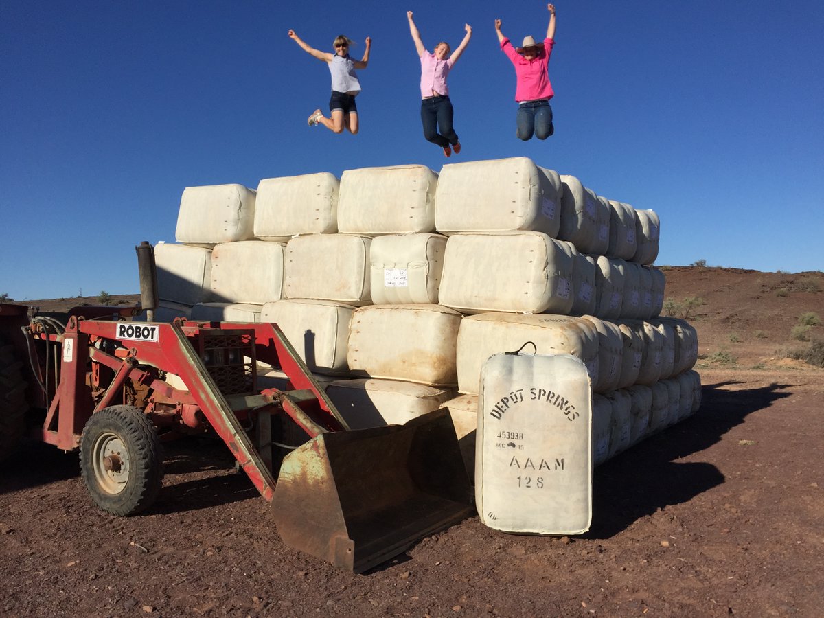 Quality Wool tweet media