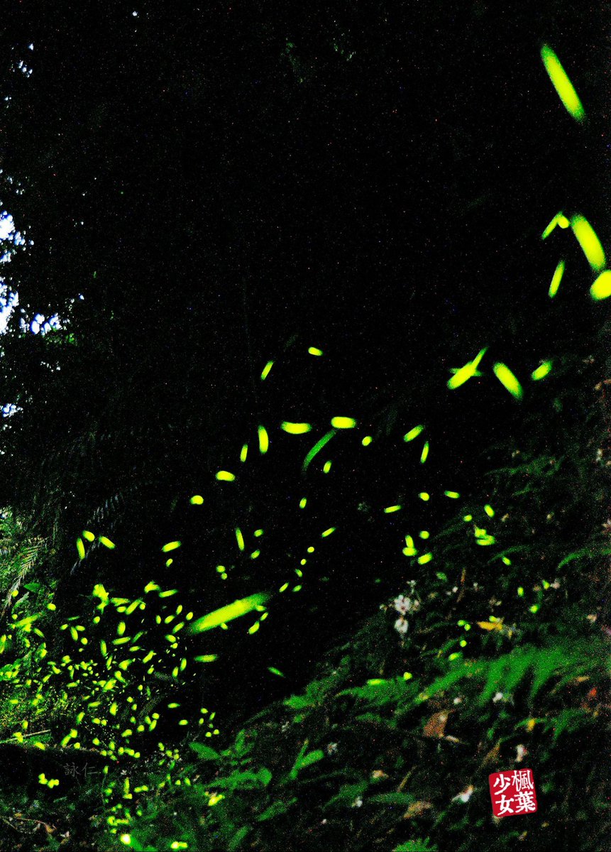 ren09211's tweet photo. Every year when firefly season arrives,
I always take my DSLR out to photograph them
Of course, I bring along a flashlight covered with red cellophane paper
to avoid harming the fireflies
These are the works I photographed
When the camera uses long exposure,
it captures a mountain full of green glowing dots
and the beautiful trailing lines left by fireflies in flight
That scene never fails to move me deeply
