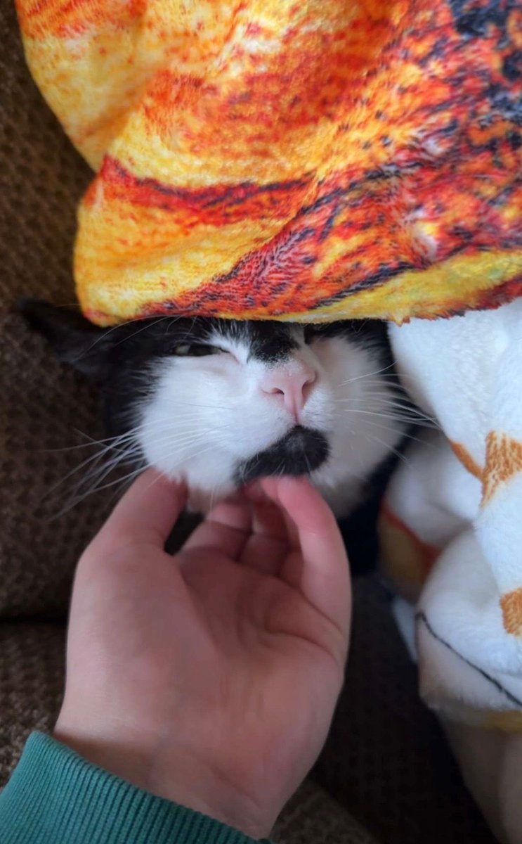 ClayStafford's tweet image. Luna. What else can one say? 
#cats #catsofinstagram #pets #meow