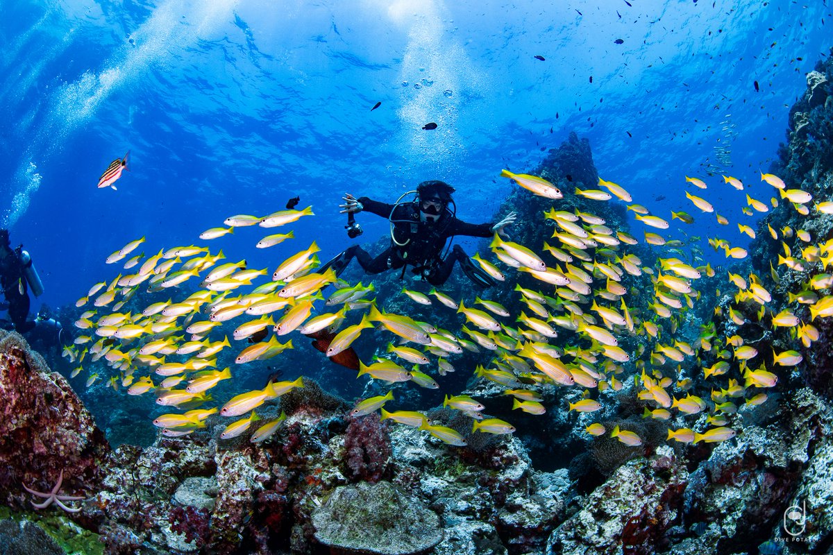 alan_pasawee's tweet photo. จิ้งจก under the sea https://t.co/xrYkQFyacU