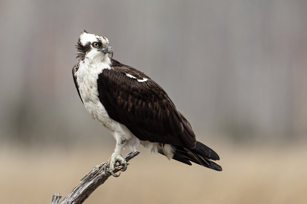 Bad WWE Stats tweet media