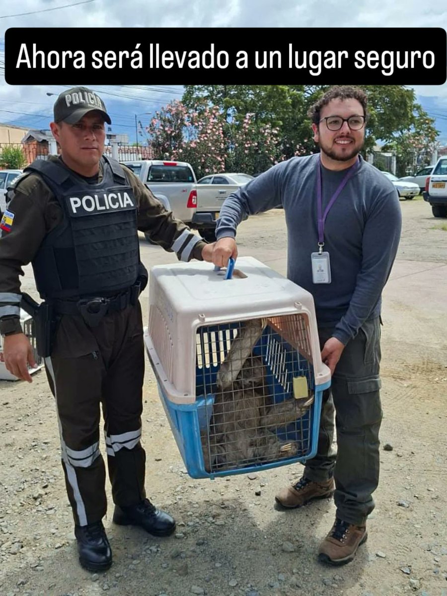 🛑Un osito perezoso fue rescatado en ##Riobamba, el animalito estaba en riesgo.
🛑Ahora será llevado a un lugar seguro.