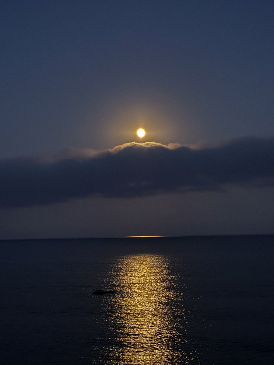 Butterflless's tweet image. 