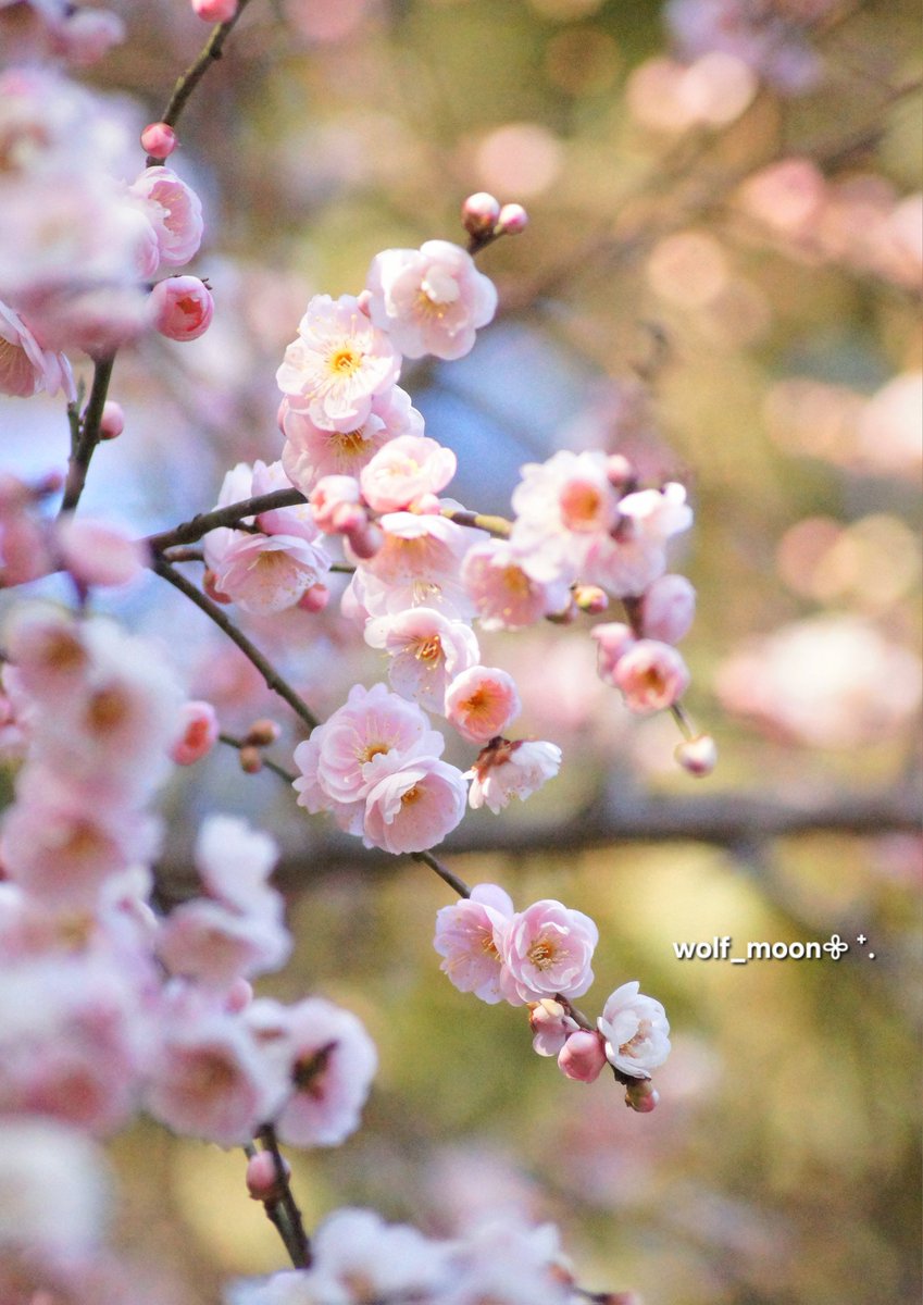 そらꕤ︎︎·͜· ︎︎📷好き𓂃𓂂𖡼.𖤣𖥧𓈒 (@fa0u24712) / Posts / X