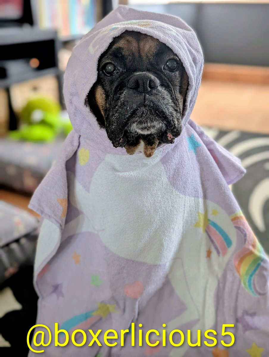 Boxerlicious5's tweet photo. The humans gave me a bath ๐ Now I'm a unicorn ๐ฆ #BoxerDog #dogsofX #boxerdoglife https://t.co/ZmvMOws4A2