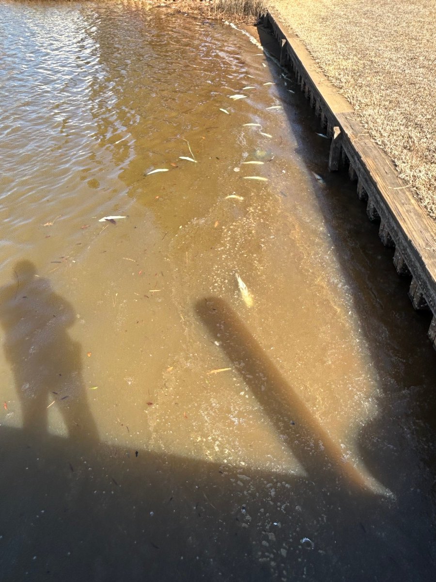 NC Division of Marine Fisheries tweet media