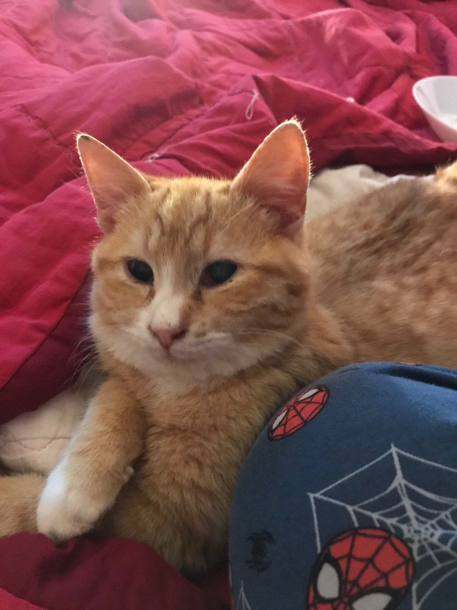 bu 2 kör kediyi sokağa bırakmışlar anında yaralanmışlar kan revan içinde
acil geçici kalıcı yuva aranıyor
istanbul kurtköy