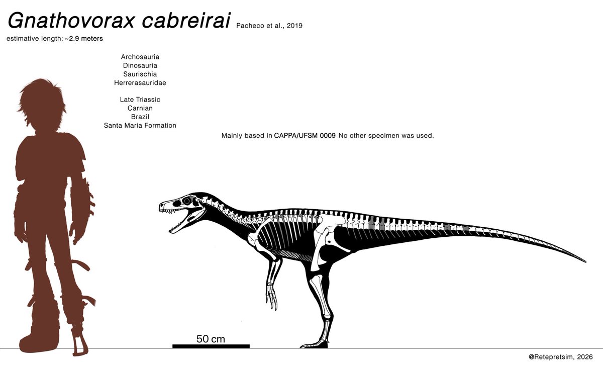 Gnathovorax is the most complete herrerasaurid found in Brazil, It is also one of the oldest dinosaurs ever found. The little prince of Santa Maria formation was an amazing creature!

#Paleoart
