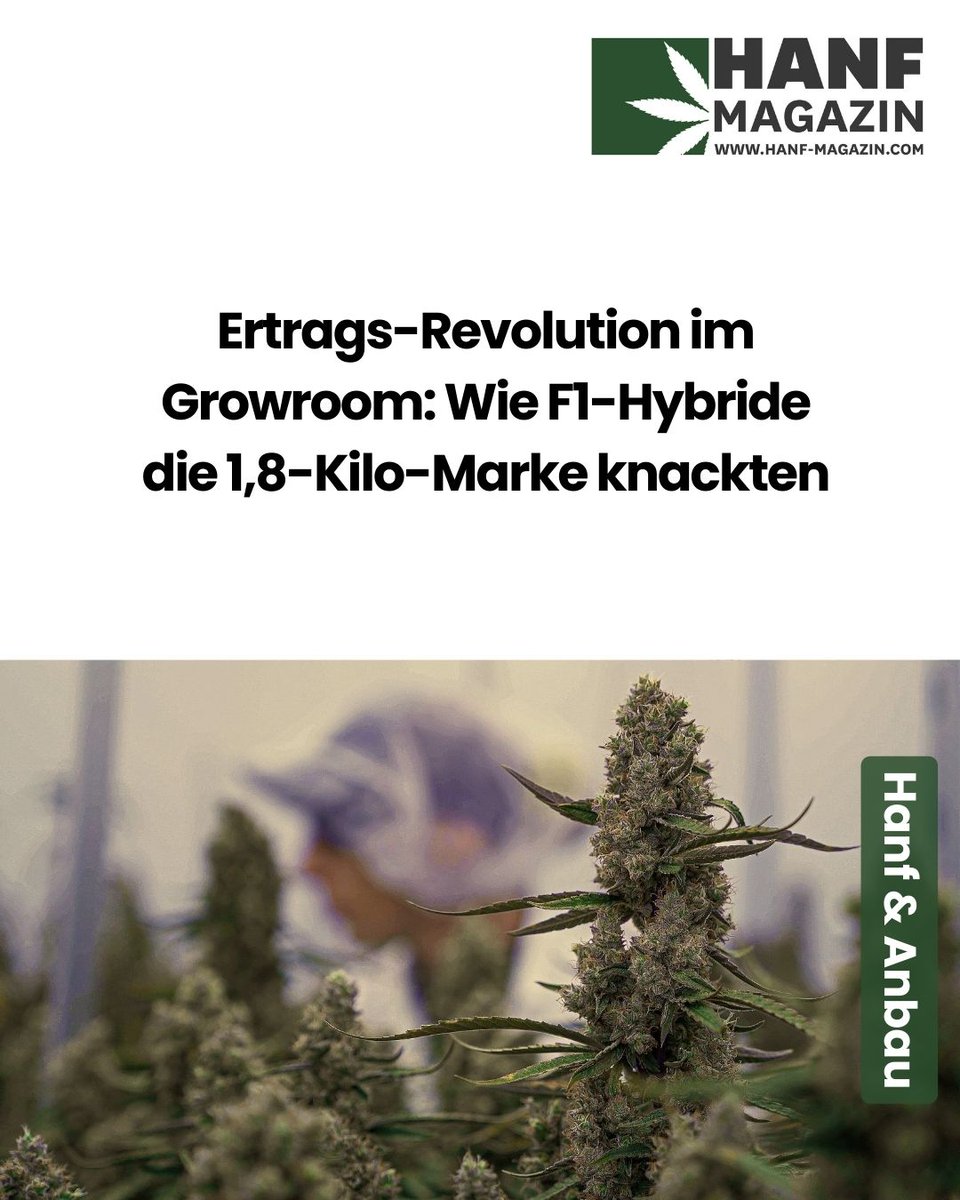 hanfmagazin's tweet photo. Ertrags-Rekord geknackt! 🔥 1,8 kg Hanf pro m² in 69 Tagen ab Aussaat. Die CRIC Labs Studie zeigt, wie F1-Hybride den Anbau revolutionieren. Uniformität ist der Schlüssel zum Erfolg! 🌿📈
Mehr erfahren 👉 https://t.co/PCnb0r5Vqn
#Hanf #F1Hybride #Ertrag #Hanfmagazin https://t.co/Wdf4FpfH7p